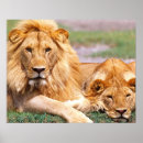 Recherche de lion femelle posters Sauvage