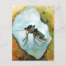 Recherche de moustiques cartes postales Insecte