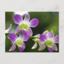 Recherche de orchidée tropicale cartes postales Pour tous