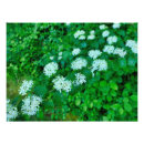 Recherche de cornée posters Nature