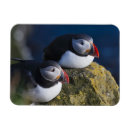 Recherche de macareux magnets Atlantique