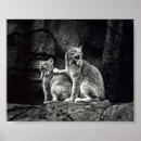 Recherche de lynx posters Photographie