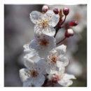 Recherche de fleurs de cerisier blanches posters Pour tous