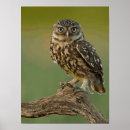 Recherche de huée posters Oiseau