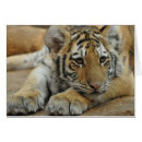 Recherche de amur Tigre sibérien