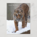 Recherche de tigre sumatran cartes postales Animal
