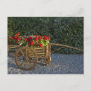 Recherche de géranium rouge cartes postales Fleur