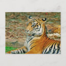Recherche de animal totem cartes postales Nature