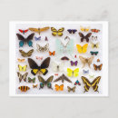 Zoek naar lepidoptera briefkaarten Vlinder