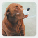 Recherche de labrador chocolat autocollants Brun