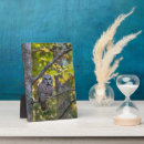 Recherche de hiboux plaques Superstock