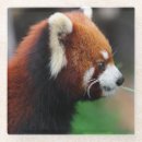 Recherche de panda rouge bar Mignon