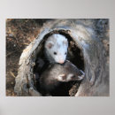 Recherche de furets posters Amis