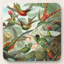 Recherche de haeckel dessous de verres Oiseaux