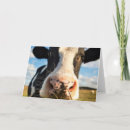 Recherche de vache holstein vœux cartes Pâturage