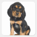 Recherche de chiot rottweiler autocollants Animal
