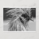 Recherche de soie cartes postales Plumes