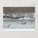 Recherche de oies canadiennes cartes postales Chasse