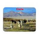 Recherche de chilien magnets Chicane