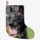 Recherche de de noël de malinois Chien de berger belge