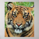 Zoek naar tijger hoofd posters Close up