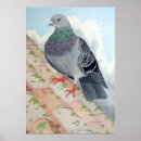 Zoek naar duif posters Waterverf