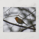 Zoek naar roodborstje briefkaarten Vogel