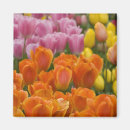 Recherche de keukenhof Coloré