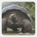 Recherche de galapagos autocollants Reptile
