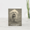 Recherche de bichon vœux cartes Blanc