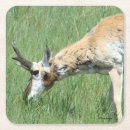 Zoek naar ram onderzetters Natuur