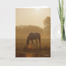 Zoek naar arabische paarden kaarten Grazen