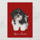 Recherche de tzu de shih invitations Chiot