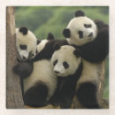 Recherche de habitat dessous de verres Animal