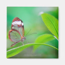 Recherche de papillon vert magnets Animal