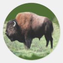 Recherche de bison américain autocollants Chasse
