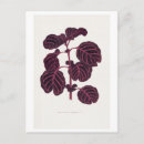 Zoek naar botanische illustratie briefkaarten Roze