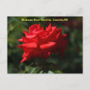 Zoek naar dolly briefkaarten Roos