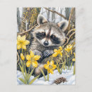 Recherche de ratons laveurs cartes postales Pour tous