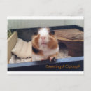 Recherche de cigar cartes postales Drôle