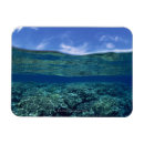 Recherche de étagère magnets Animal