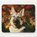 Recherche de deutscher tapis souris Alsacien