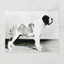 Zoek naar saint bernard briefkaarten Canine