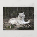 Recherche de photo tigre cartes postales Gros chats