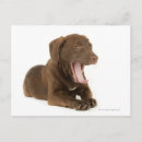 Recherche de laboratoire de chocolat cartes postales Animal