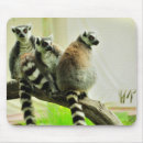 Recherche de lemur tapis souris Animaux