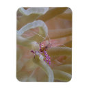 Recherche de de crevette magnets Poissons