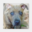 Recherche de fossé magnets Chiot