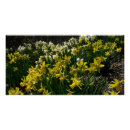 Recherche de daffodil posters Jonquille