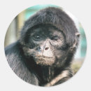 Recherche de araignée autocollants Sauvage
